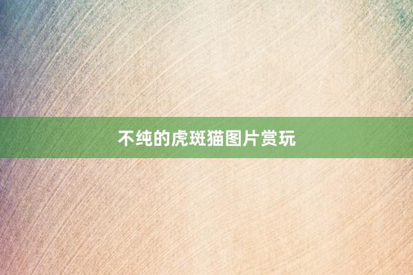 不纯的虎斑猫图片赏玩